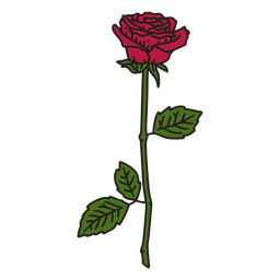 Rose flower color stroke