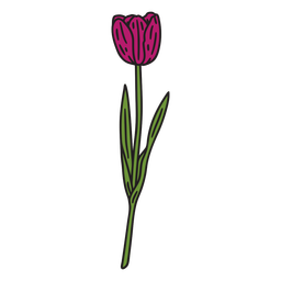 Tulip flower color stroke Transparent PNG
