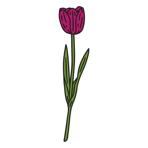 Tulip flower color stroke PNG Design