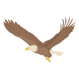 Bird eagle animal flying