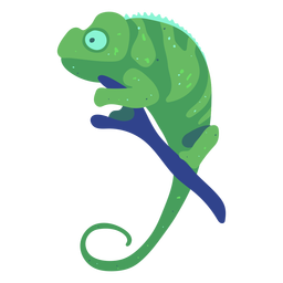 Green chameleon animal