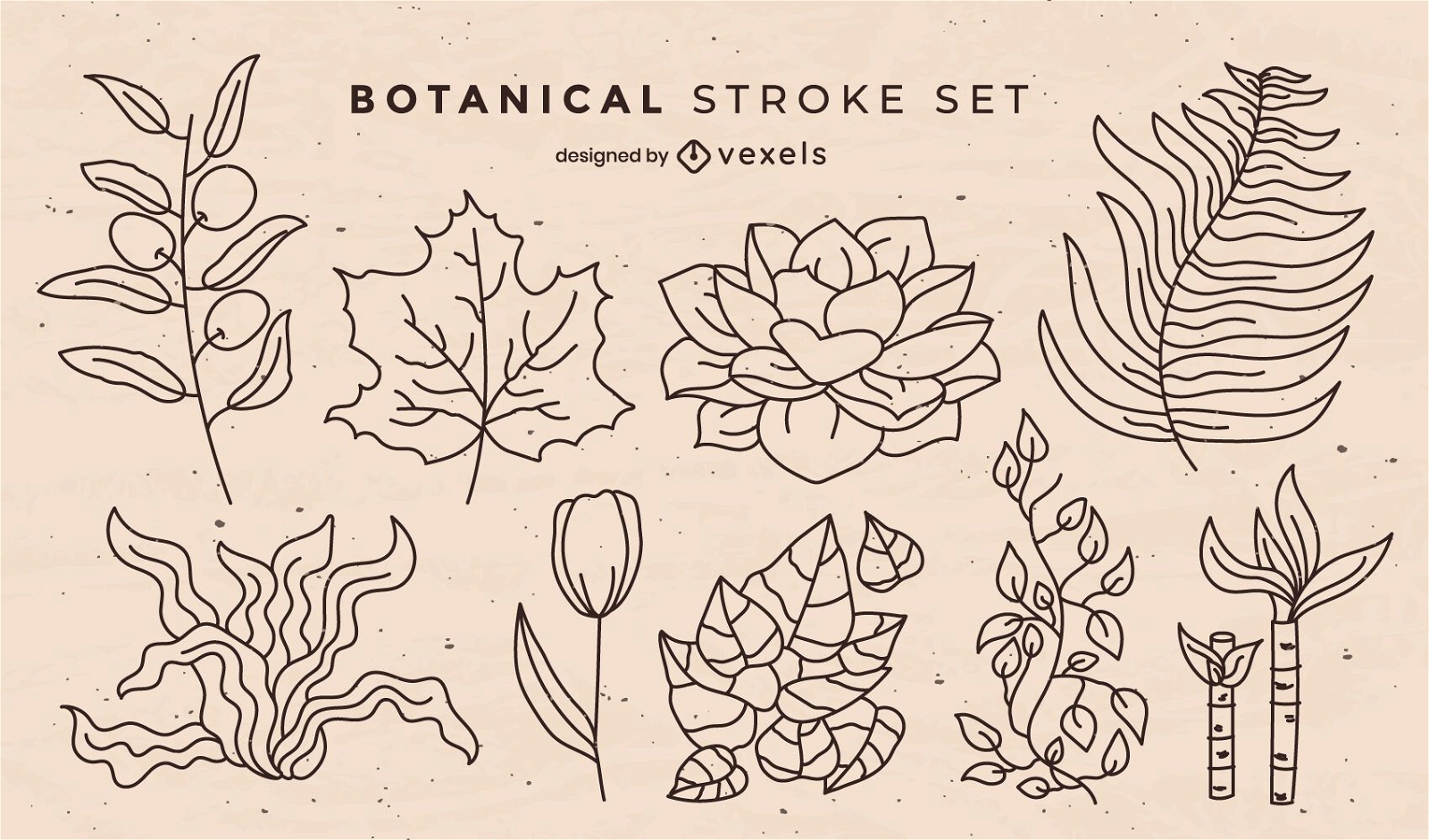 Botanical leaves nature elements stroke set