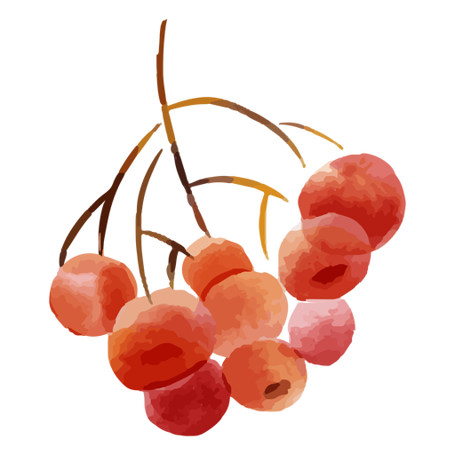 Grapes in a stem watercolor 
