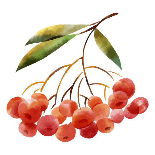 aquarela de frutas vermelhas
