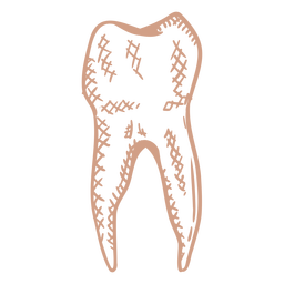 Curso preenchido de molar único Desenho PNG