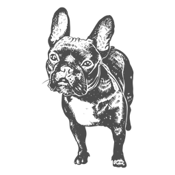 Bulldog francês desenhado à mão