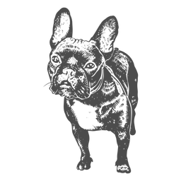 Französische Bulldogge handgezeichnet PNG-Design