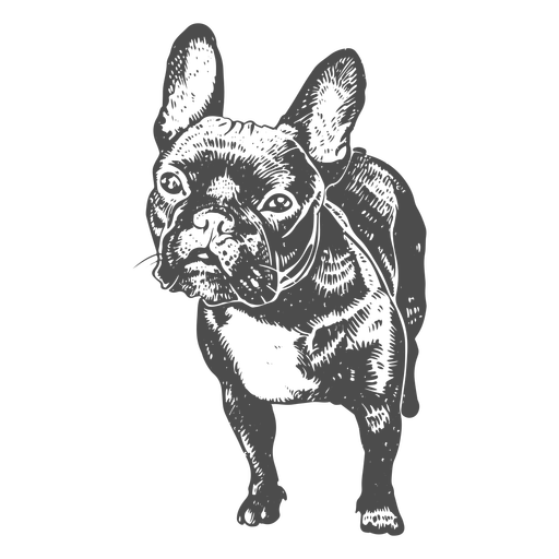 Bulldog francês desenhado à mão Desenho PNG