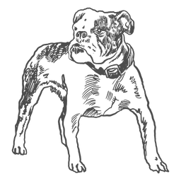 Bulldog americano desenhado à mão Transparent PNG