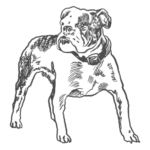 bulldog americano dibujado a mano Diseño PNG