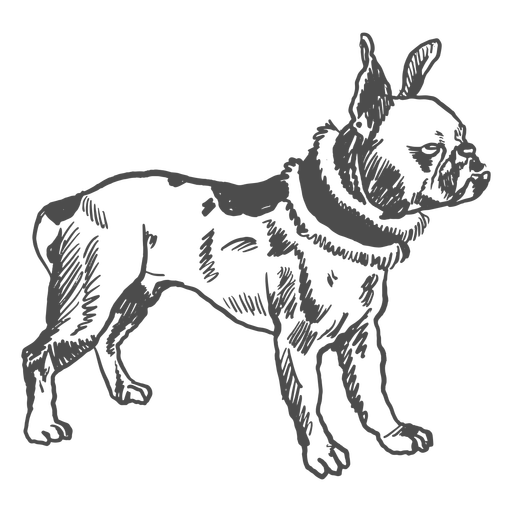 Cão buldogue francês cheio de acidente vascular cerebral Desenho PNG