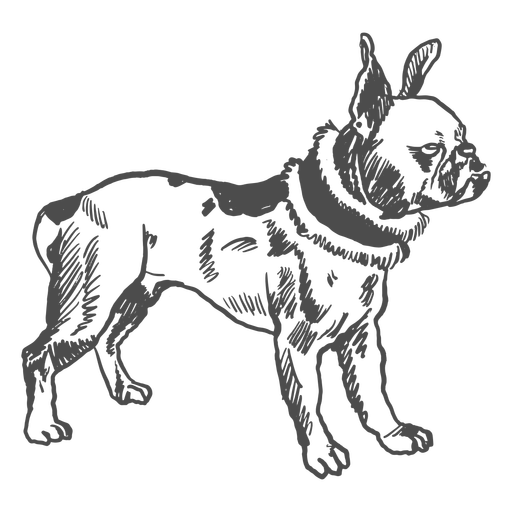Perro bulldog francés lleno de trazo Diseño PNG
