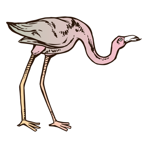 Curso de cor de pássaro flamingo rosa Desenho PNG
