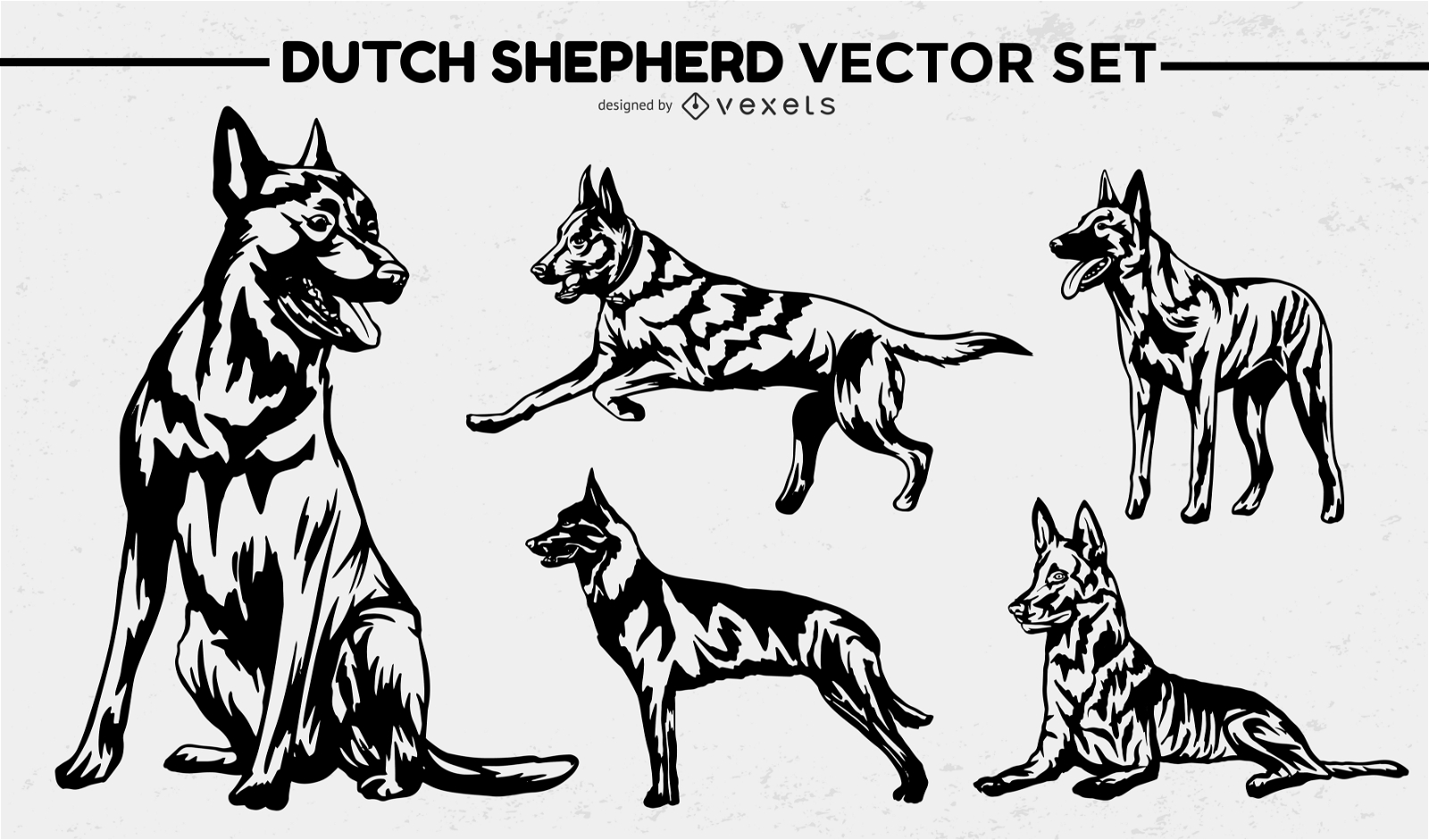 Dutch shepherd dog breed animal poses set