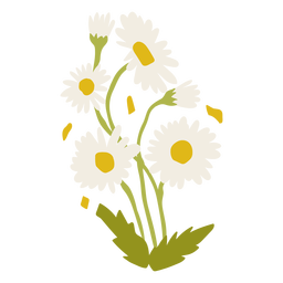 White daisy flowers flat Transparent PNG