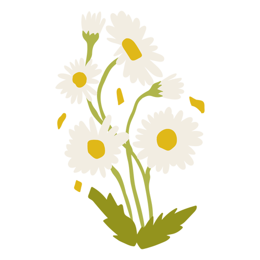 Margarita blanca flores planas