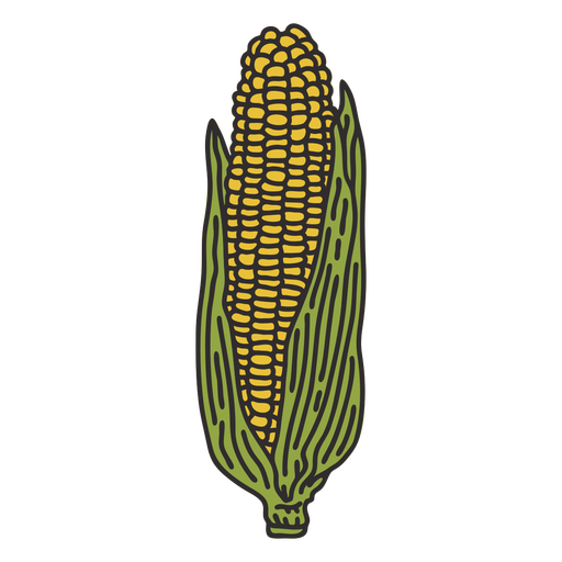 Corn on the cob illustration
