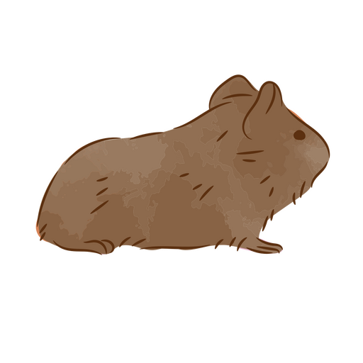Cute guinea pig semi flat