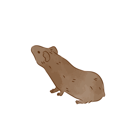 Dünner Meerschweinchen-Farbstrich PNG-Design