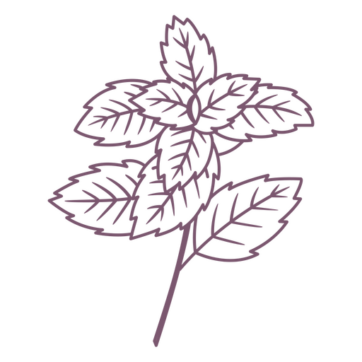Elemento de trazo de hojas de planta de menta Diseño PNG