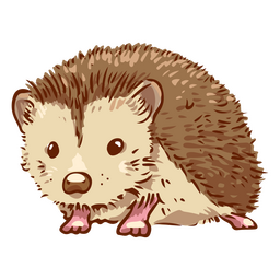 Hedgehog cute pet animal
