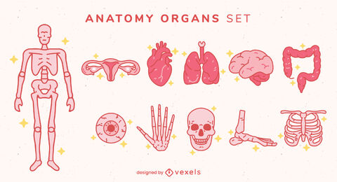 Anatomy elements color stroke set
