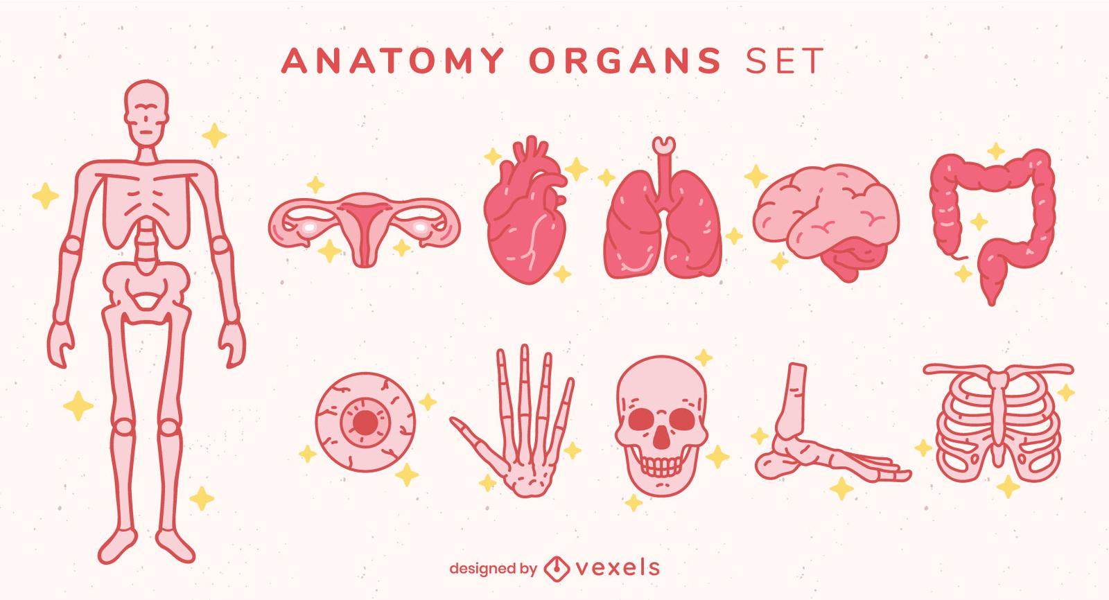 Conjunto de traços de cores de elementos de anatomia