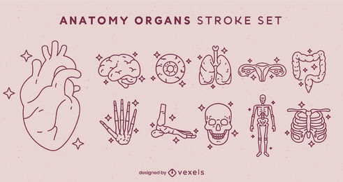 Conjunto de trazos de elementos de anatomía