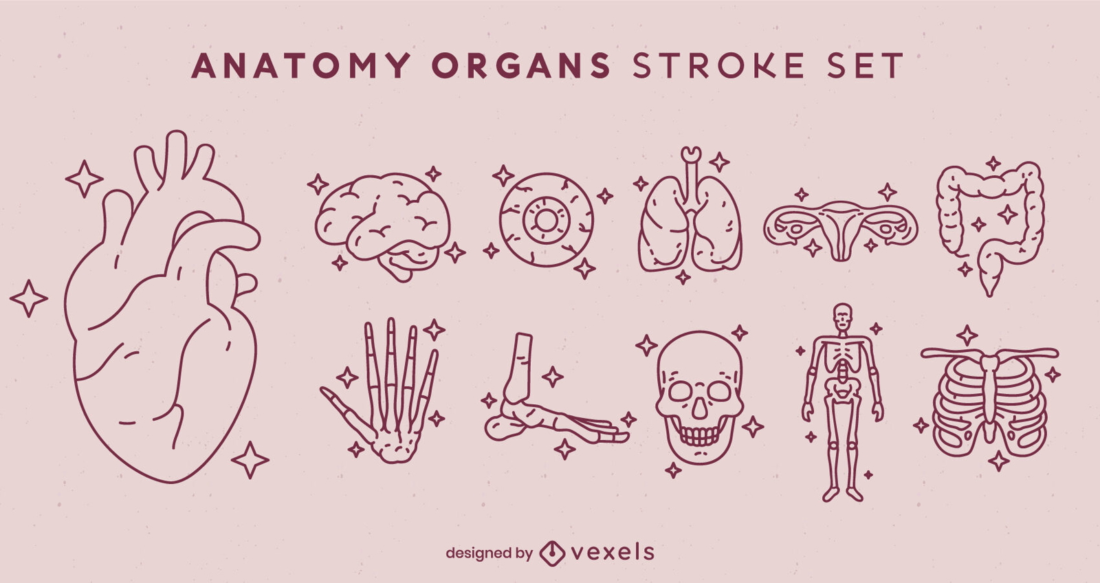 Conjunto de traços de elementos de anatomia