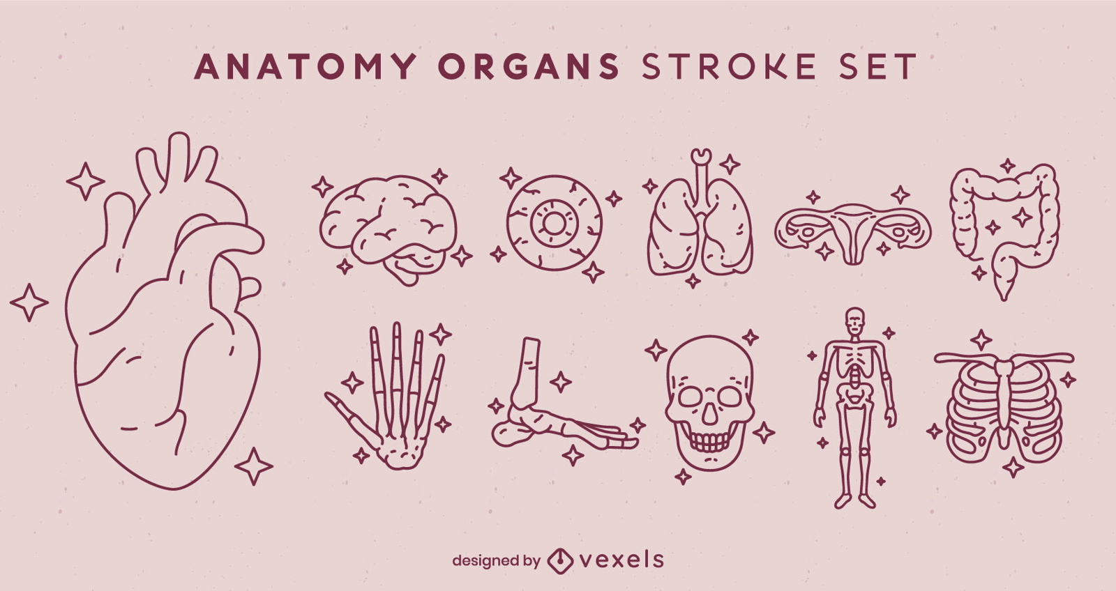 Conjunto de tra?os de elementos de anatomia