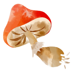 Single mushroom watercolor element
