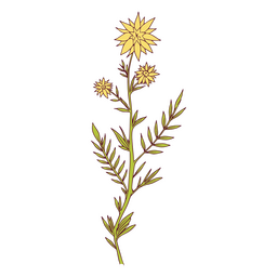 planta, ilustración, amarillo Diseño PNG