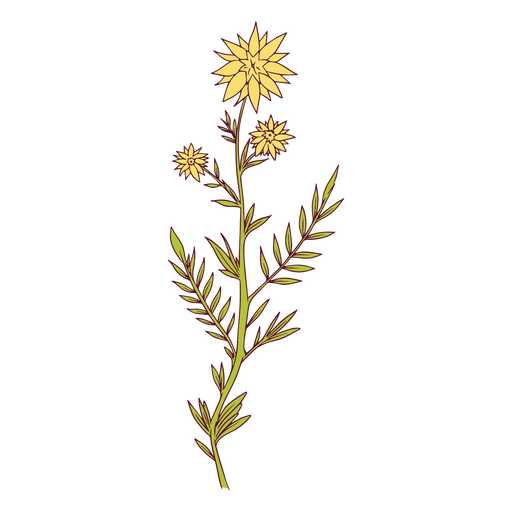 planta, ilustración, amarillo
