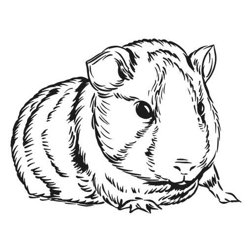 Realistic guinea pig animal PNG Design