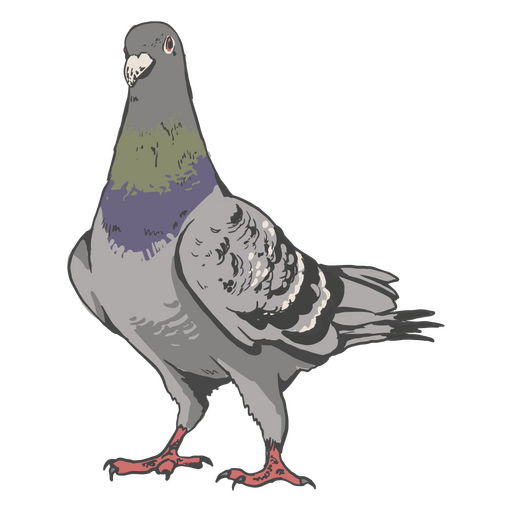 Realistic pigeon PNG Design