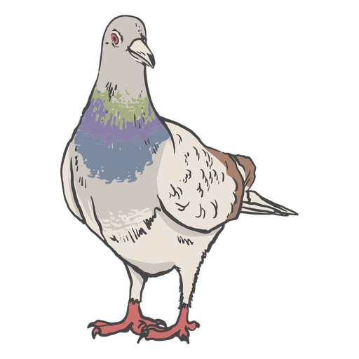 Vista lateral detalhada do pombo Desenho PNG