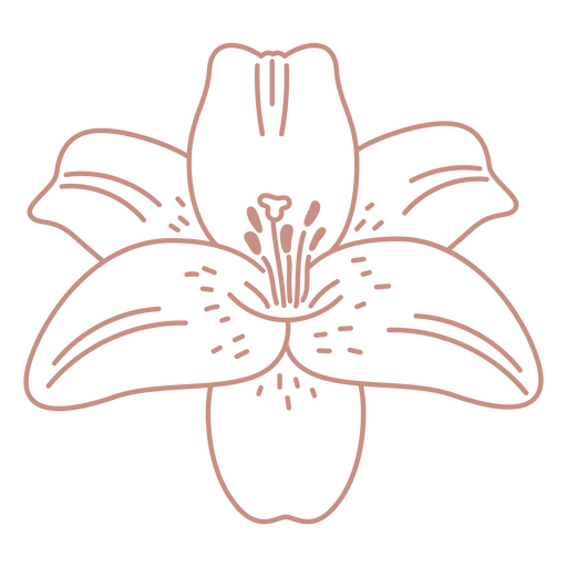 Botanischer Strichkunst-Hibiskus PNG-Design