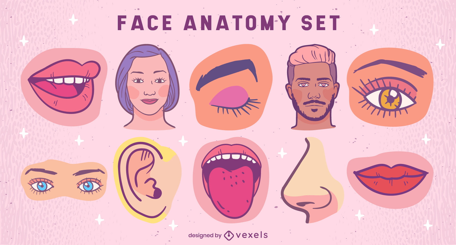 Conjunto de ilustraciones de anatomía facial