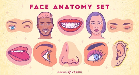 Conjunto de ilustrações coloridas de anatomia facial