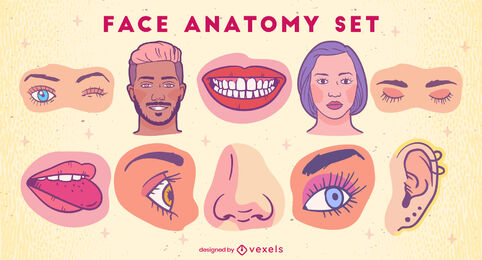Face anatomy color illustrations set