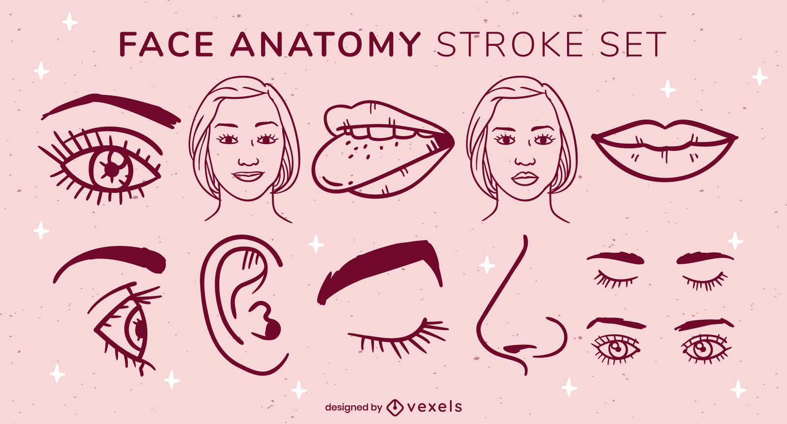 Elementos de anatomía facial establecen trazo