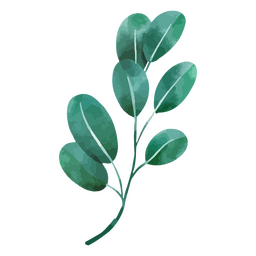 Dibujo de planta botánica acuarela