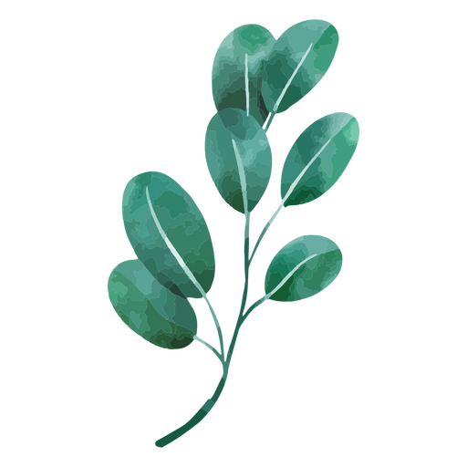 Dibujo de planta botánica acuarela Diseño PNG