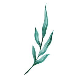 Botanical watercolor plant drawing PNG Design Transparent PNG