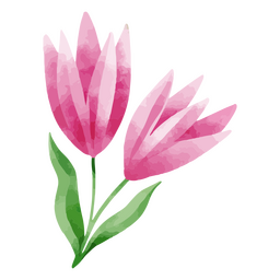Desenho de aquarela botânico de flor delicada da natureza