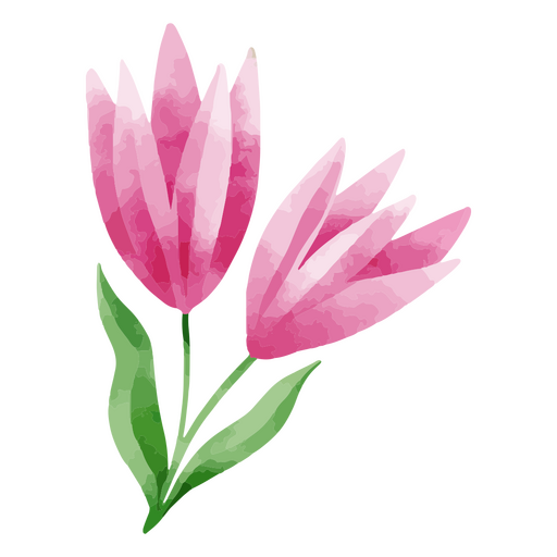 Desenho de aquarela botânico de flor delicada da natureza Desenho PNG
