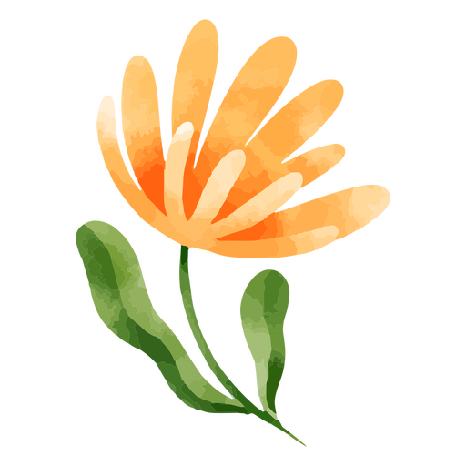 Desenho de flor de aquarela botânica de natureza delicada Desenho PNG