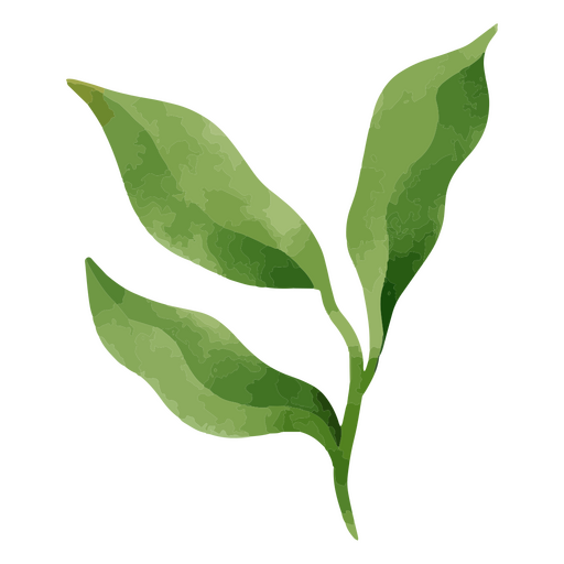Acuarela de naturaleza vegetal botánica Diseño PNG