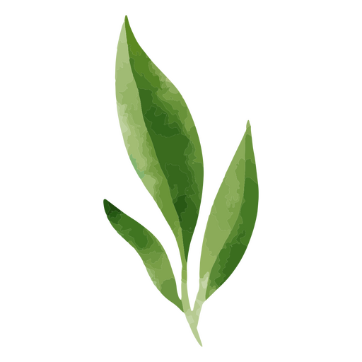 Botanische Naturaquarellpflanze PNG-Design