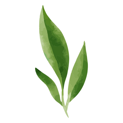 Planta de aquarela de natureza botânica Desenho PNG